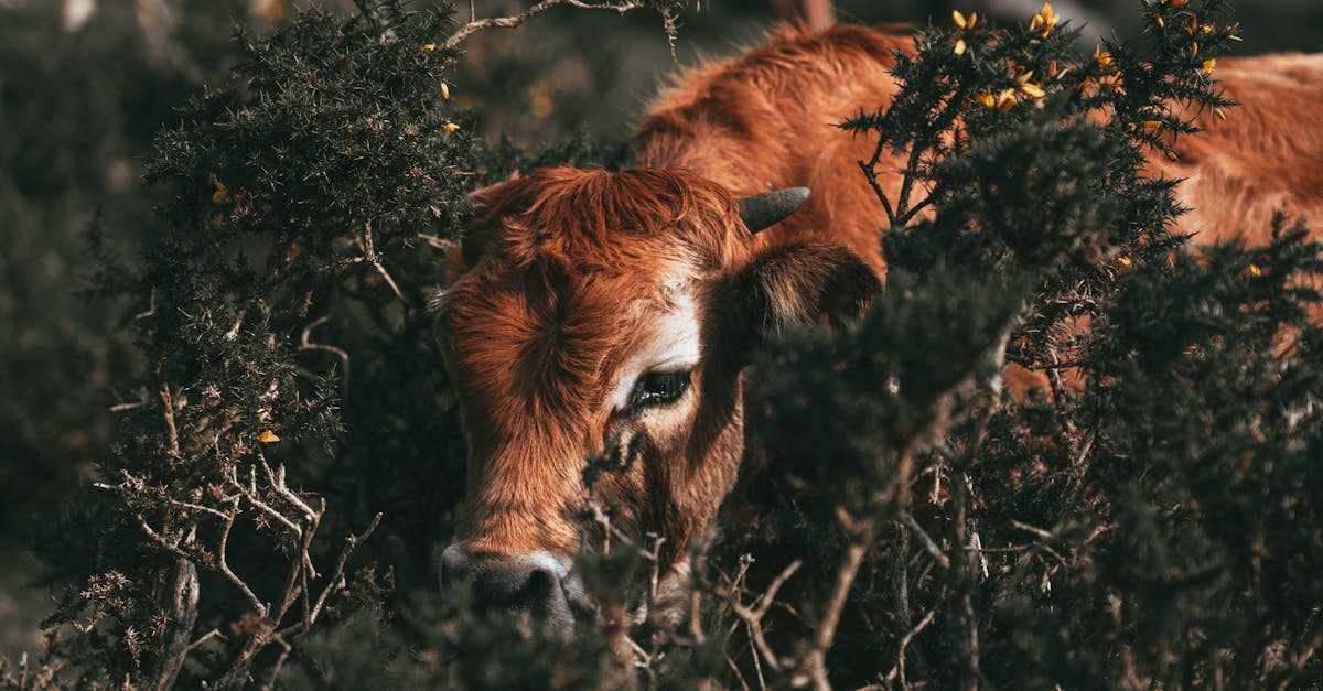 découvrez les paysages enchanteurs des asturies, une région du nord de l'espagne riche en nature, culture et gastronomie. entre montagnes verdoyantes et plages sauvages, laissez-vous séduire par cette destination authentique qui allie traditions et modernité.