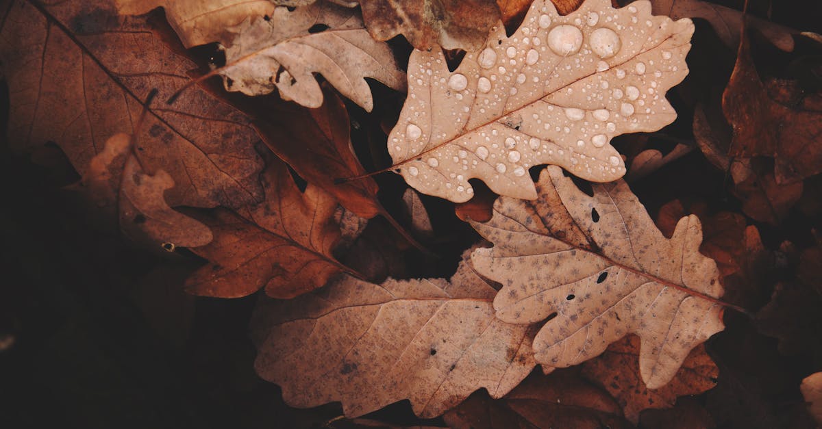 découvrez la magie de l'automne : des feuilles colorées qui tombent, des paysages enchanteurs et des plaisirs saisonniers. plongez dans l'ambiance chaleureuse de cette saison où la nature se transforme et invite à la contemplation.