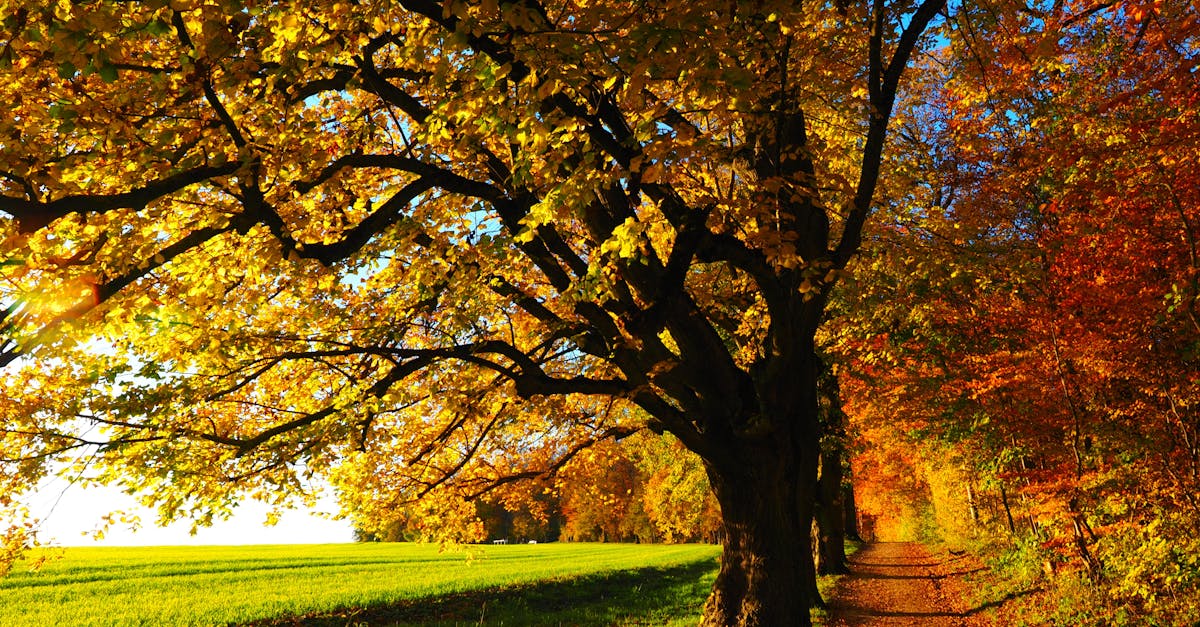 découvrez la magie de l'automne : des paysages flamboyants aux récoltes abondantes, plongez dans cette saison de transition et de beauté naturelle. explorez des idées de promenades, de recettes et d'activités pour profiter pleinement de cette période enchanteresse.