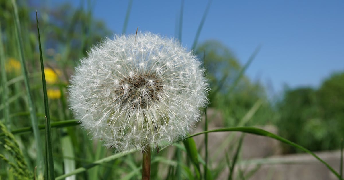 découvrez la région auvergne-rhône-alpes, un territoire riche en paysages naturels époustouflants, d'activités de plein air, de gastronomie savoureuse et d'une culture dynamique. explorez ses montagnes majestueuses, ses lacs scintillants et ses charmantes villes, tout en profitant des nombreuses opportunités de loisirs et de détente.