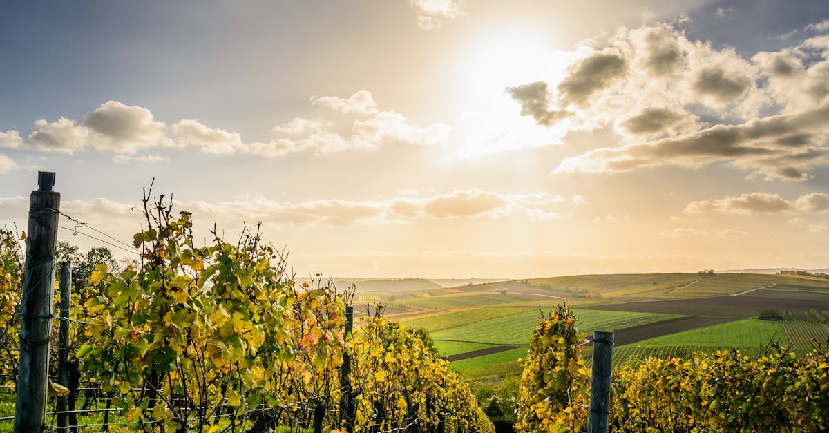 découvrez le baden-württemberg, une région riche en culture et en histoire située dans le sud-ouest de l'allemagne. explorez ses paysages pittoresques, ses villes dynamiques comme stuttgart et mannheim, ainsi que ses traditions séculaires et sa gastronomie authentique. parfait pour les amateurs de nature, d'art et de patrimoine.