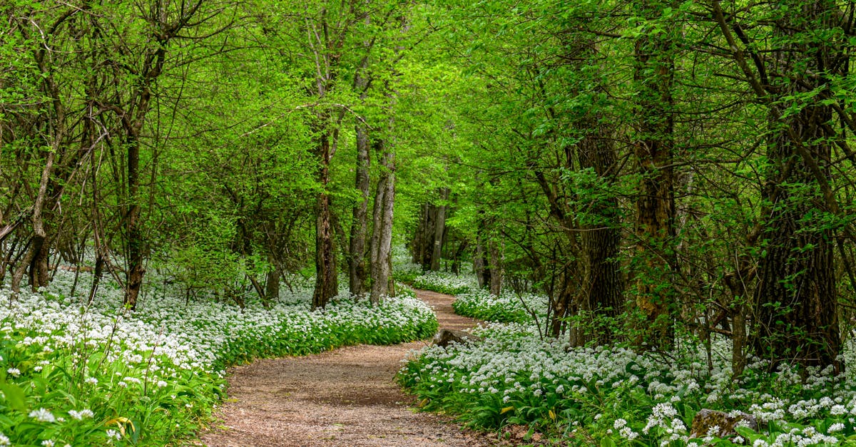 découvrez baranya, une région riche en patrimoine culturel et naturel, offrant des paysages époustouflants, des traditions vivantes et une gastronomie authentique. partez à l'aventure et explorez ses trésors cachés.