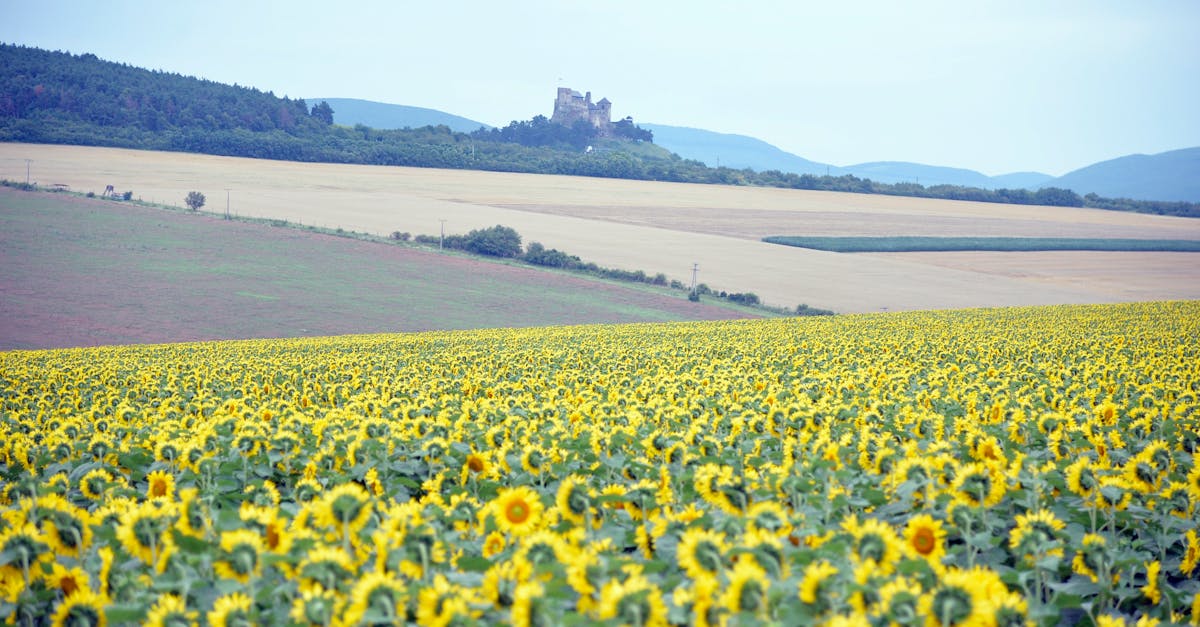découvrez borsod-abaúj-zemplén, une région fascinante de hongrie, riche en paysages naturels époustouflants, cultures traditionnelles et villes historiques. explorez ses vignobles, ses montagnes et ses sites unesco pour une expérience inoubliable.