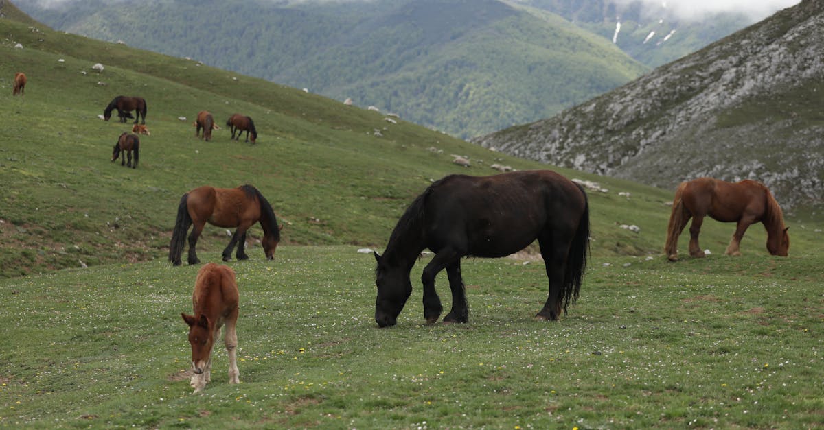 découvrez cantabrie, une région espagnole aux paysages époustouflants, riche en patrimoine culturel et en activités de plein air. explorez ses montagnes, plages et charmants villages tout en savourant une cuisine locale délicieuse.