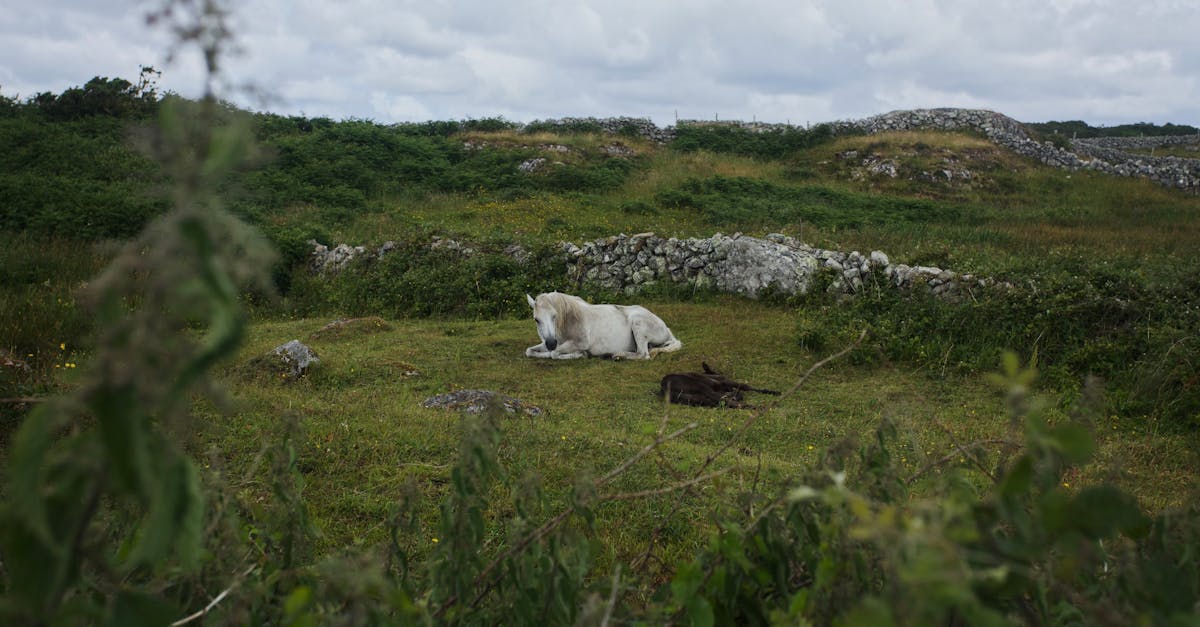 découvrez connacht, l'une des quatre provinces d'irlande, célèbre pour ses paysages naturels époustouflants, sa culture riche et ses charmants villages. explorez des attractions emblématiques comme le parc national du connemara et le majestueux lough corrib.