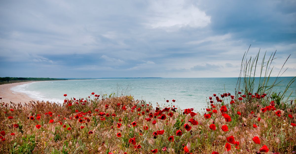 découvrez dobrich, une charmante ville bulgare alliant histoire, culture et beauté naturelle. explorez ses attractions uniques, ses parcs verdoyants et son ambiance accueillante, idéale pour des vacances mémorables en bulgarie.