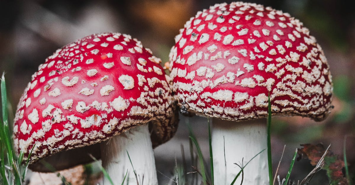 découvrez la beauté de flandre, une région riche en culture, histoire et paysages pittoresques. explorez ses charmantes villes, ses spécialités culinaires et ses monuments emblématiques pour une expérience inoubliable.