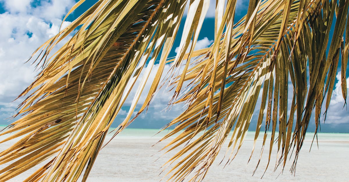 découvrez la beauté envoûtante de la polynésie française, un véritable paradis terrestre avec ses plages de sable fin, ses lagons turquoise et sa culture riche. parfait pour des vacances inoubliables au cœur du pacifique sud.