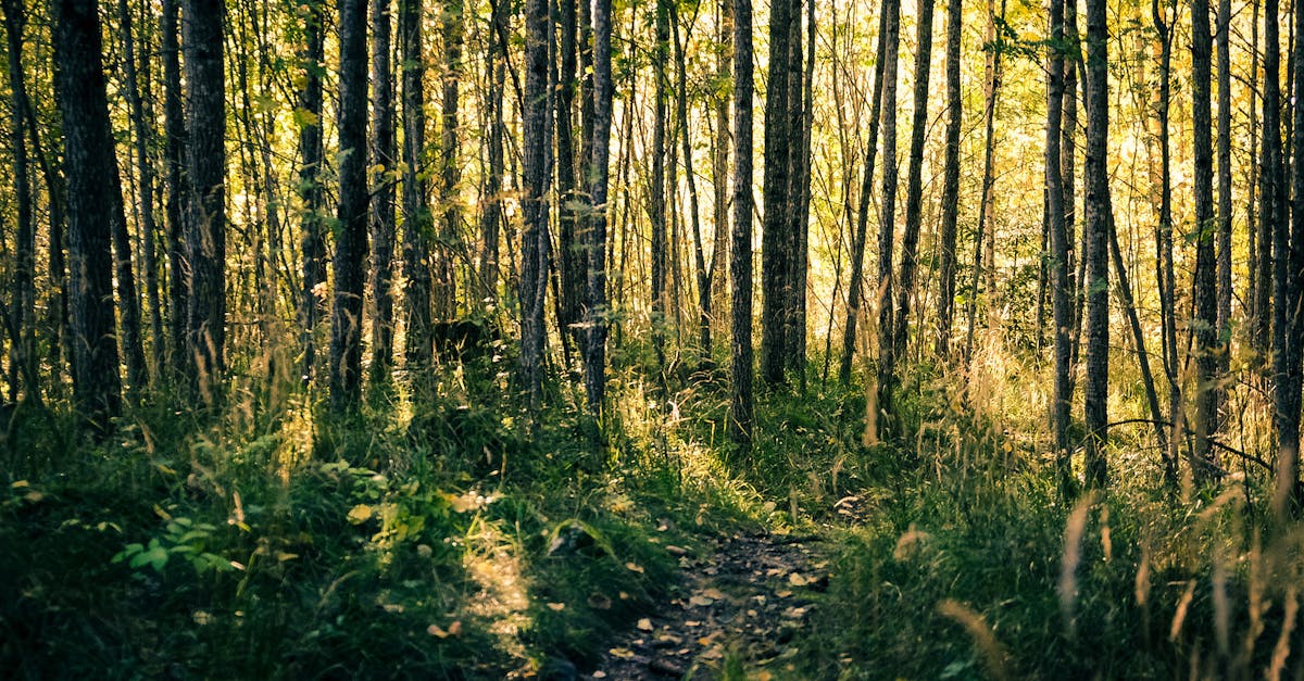 découvrez gävleborg, une région suédoise riche en nature, culture et histoire. explorez ses paysages verdoyants, ses charmantes villes et ses traditions uniques. parfait pour les amateurs d'aventure et de détente.