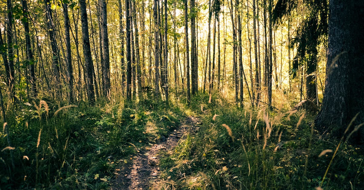 découvrez gävleborg, une région suédoise alliant nature préservée, culture riche et activités variées. explorez ses paysages pittoresques, ses charmantes villes et ses traditions authentiques pour une expérience inoubliable.