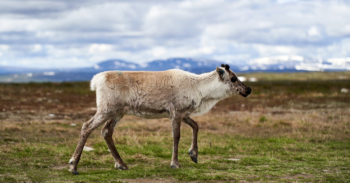découvrez jämtland, une région suédoise réputée pour ses paysages époustouflants, ses montagnes majestueuses et ses lacs scintillants. explorez ses traditions culturelles, ses activités de plein air et savourez la gastronomie locale dans un cadre naturel préservé.