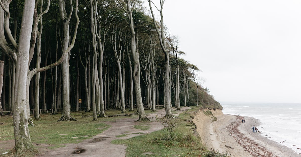 découvrez kuyavia-pommeranie, une région pittoresque de pologne où la nature majestueuse et l'histoire riche s'entrelacent. explorez ses paysages variés, ses charmants villages et ses sites culturels incontournables, parfaits pour une escapade inoubliable.