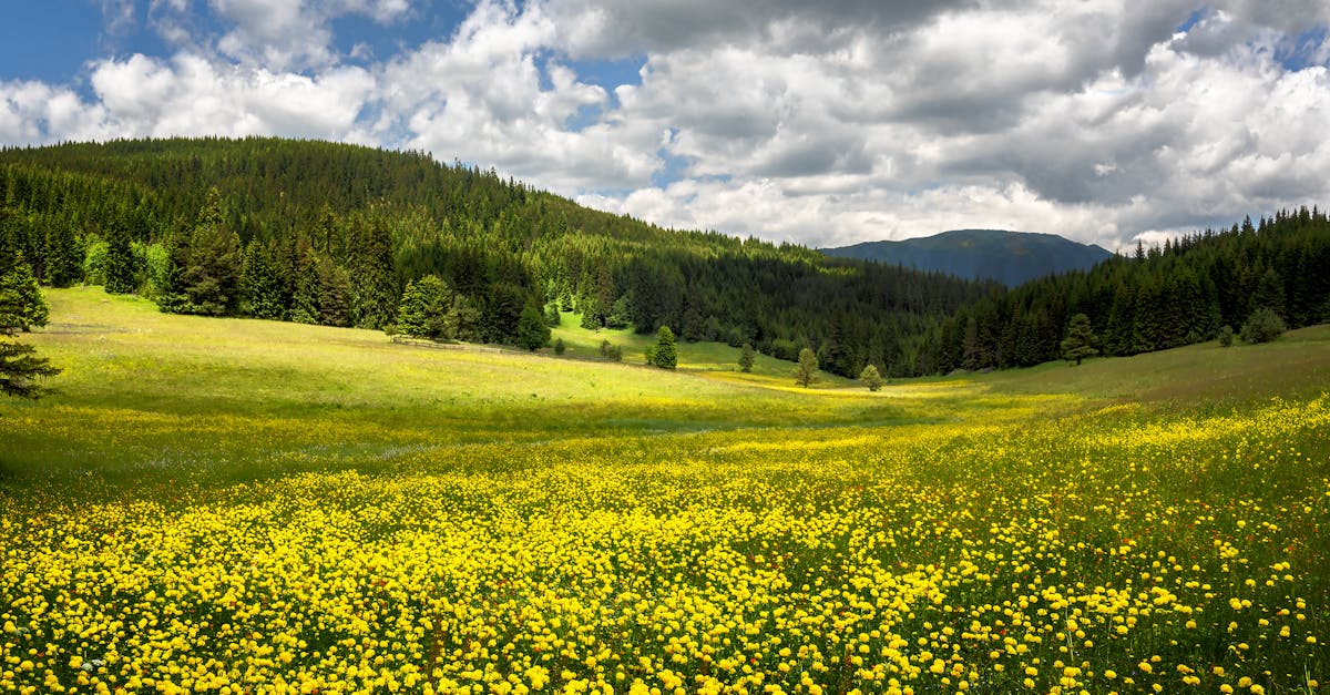 découvrez kyustendil, une charmante ville bulgare réputée pour ses sources thermales, ses paysages magnifiques et son riche patrimoine culturel. explorez ses monuments historiques, savourez la cuisine locale et plongez dans l'histoire fascinante de cette destination unique.