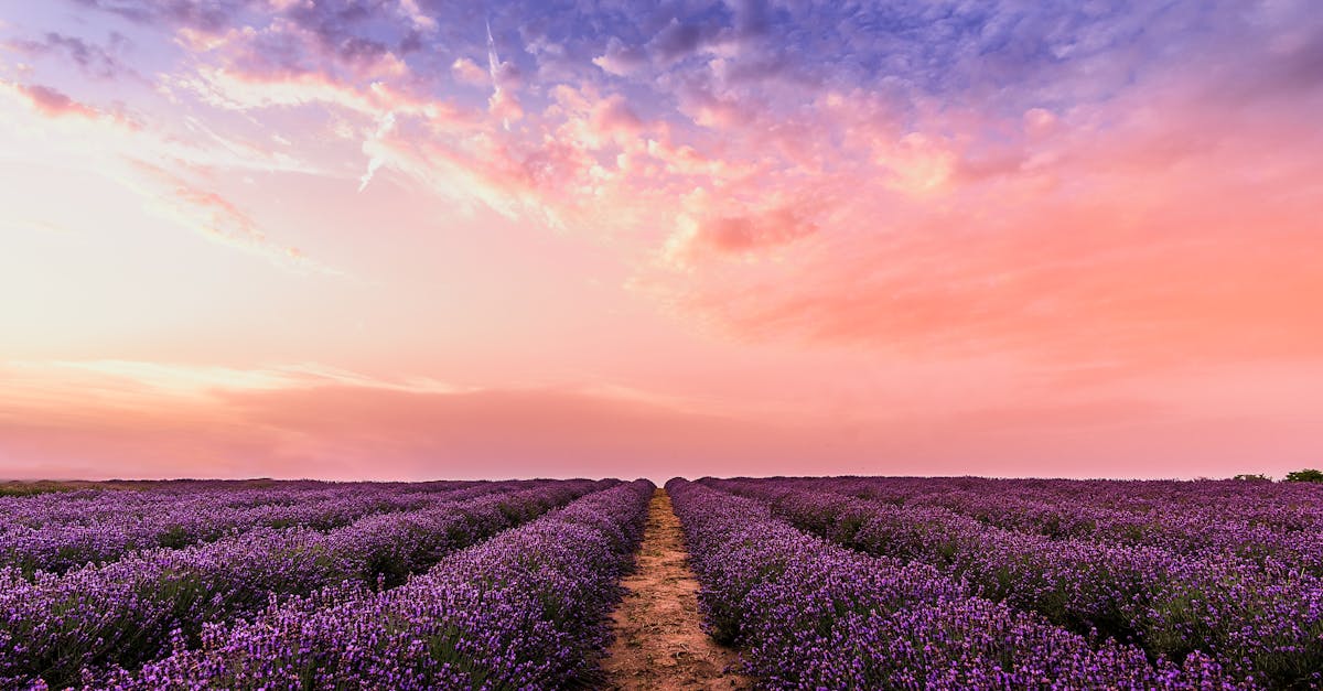 découvrez la beauté des paysages à couper le souffle à travers nos articles. explorez des panoramas variés, des montagnes majestueuses aux plages sereines, et laissez-vous inspirer par la nature qui nous entoure. préparez-vous à une aventure visuelle inoubliable!