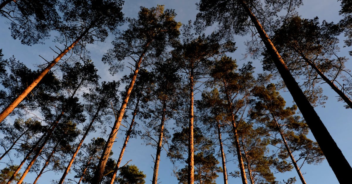 découvrez lubusz, une région fascinante de pologne, riche en histoire, culture et paysages naturels. explorez ses charmantes villes, ses parcs nationaux et profitez d'activités de plein air inoubliables. lubusz vous attend pour une aventure authentique au cœur de l'europe.