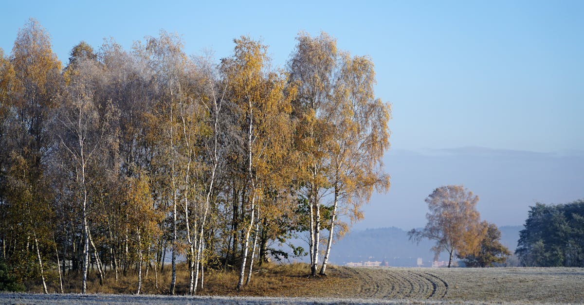 découvrez la région de lubusz, un joyau caché de la pologne. explorez ses paysages pittoresques, ses lacs sereins et ses sites historiques fascinants. parfait pour les amateurs de nature et de culture, lubusz vous invite à vivre une expérience inoubliable au cœur de l'europe.
