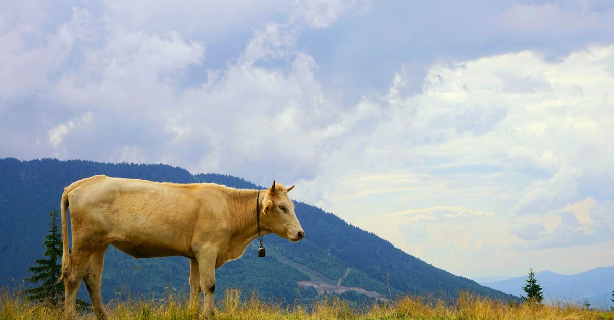 découvrez maramureș, une région pittoresque de roumanie, réputée pour ses magnifiques paysages, son riche patrimoine culturel et ses traditions authentiques. explorez ses villages traditionnels, ses églises en bois inscrites au patrimoine mondial de l'unesco et sa cuisine savoureuse. plongez dans l'histoire et la nature de maramureș lors de votre prochain voyage.