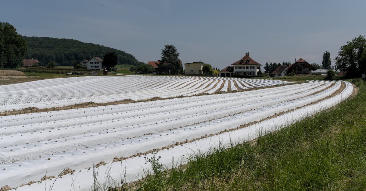 découvrez neuchâtel, une charmante ville suisse au bord du lac éponyme. explorez son riche patrimoine culturel, ses paysages pittoresques et son ambiance conviviale. parfait pour les amateurs de nature et d'histoire.