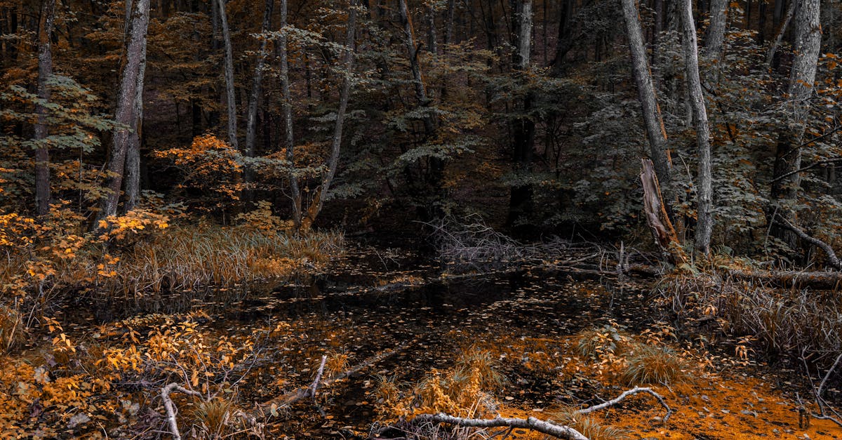 découvrez nógrád, une belle région de hongrie connue pour ses paysages pittoresques, son riche patrimoine culturel et ses nombreuses activités de plein air. parfait pour les amateurs de nature et d'histoire, nógrád offre une expérience unique pour tous les visiteurs.