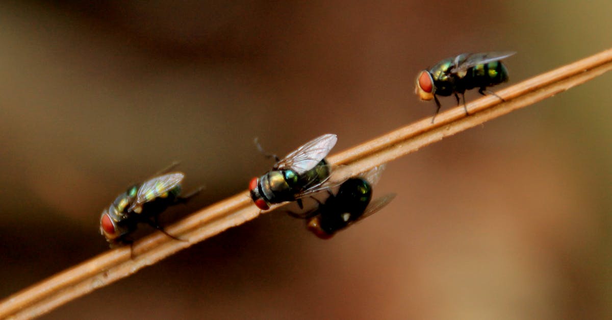 découvrez le monde fascinant des parasites, leurs impacts sur l'environnement, la santé et l'économie. informez-vous sur les méthodes de prévention et de contrôle des nuisibles pour protéger votre espace de vie.