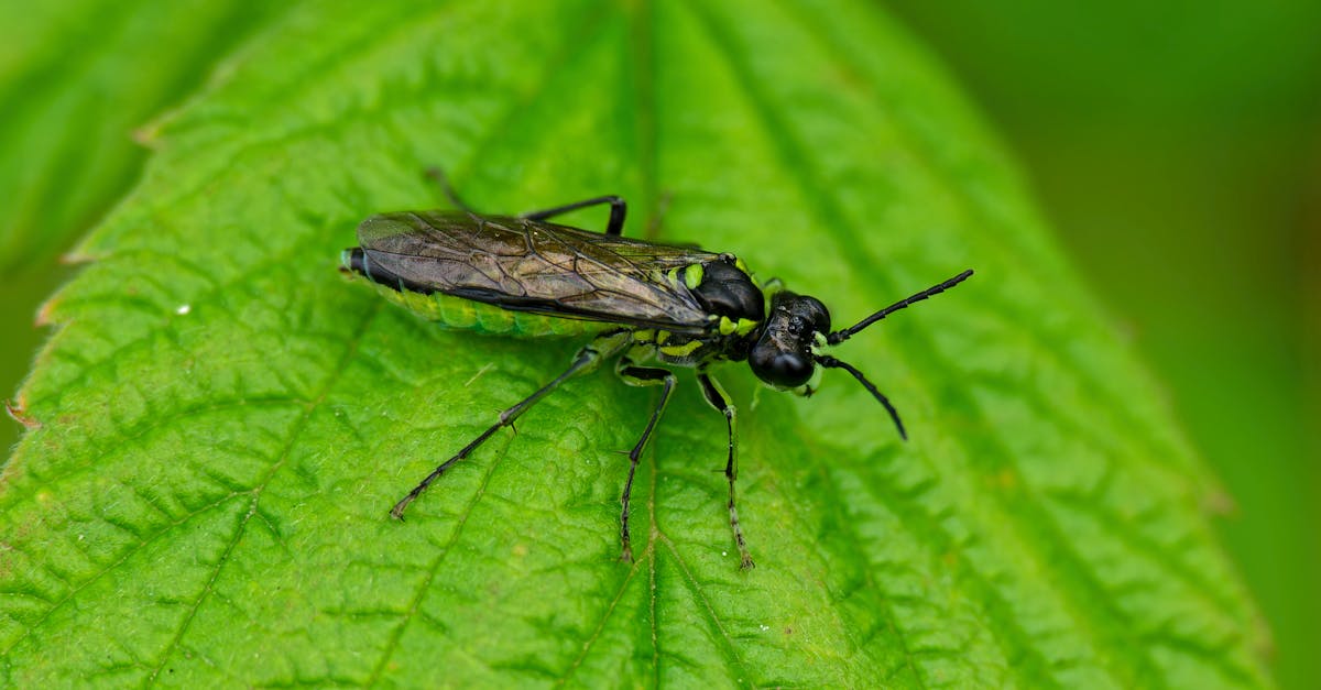 découvrez les meilleures solutions pour lutter contre les nuisibles. notre guide sur les produits et techniques de prévention des infestations vous aide à protéger votre maison et votre santé. informez-vous sur les différentes espèces de parasites et les méthodes efficaces pour les éliminer.