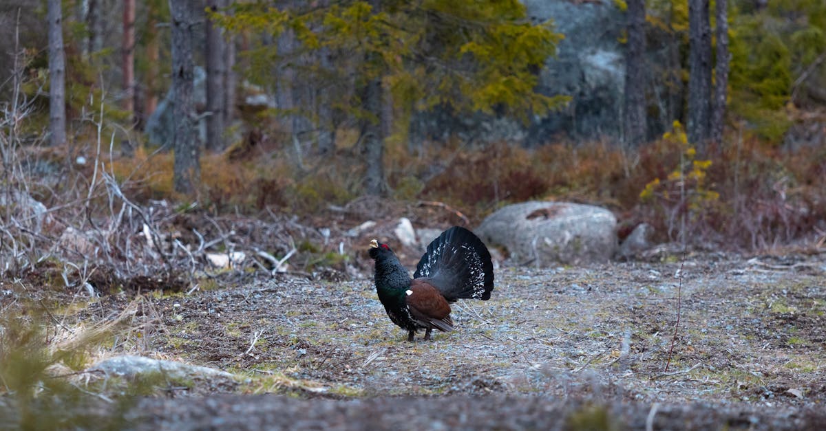 découvrez pirkanmaa, une région pittoresque de finlande, célèbre pour ses paysages enchanteurs, ses lacs magnifiques et ses activités de plein air. plongez dans la culture locale, savourez une cuisine délicieuse et explorez des villes dynamiques comme tampere. parfait pour les aventuriers et les amoureux de la nature.