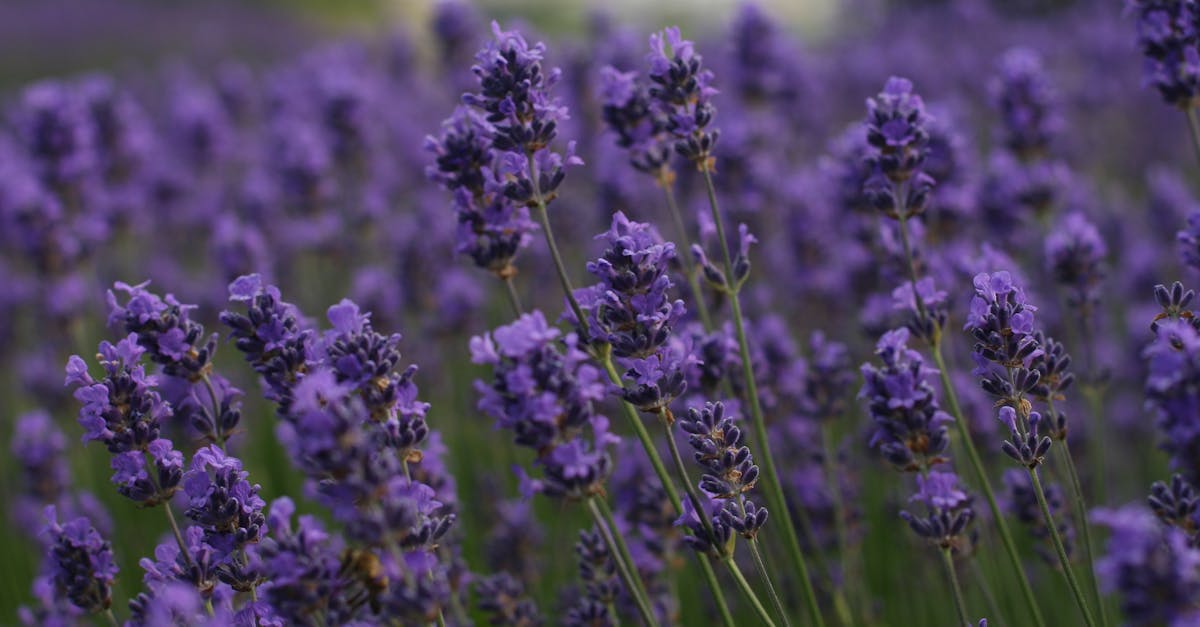 découvrez la provence, une région enchanteresse du sud de la france, connue pour ses paysages pittoresques, ses champs de lavande, ses villages perchés et sa gastronomie exceptionnelle. évadez-vous au cœur de la culture provençale et profitez de la douceur de vivre.