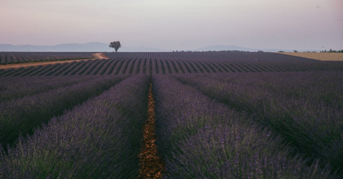 découvrez la provence, une région enchanteresse du sud de la france, célèbre pour ses paysages pittoresques, ses champs de lavande parfumés et sa culture vibrante. explorez ses villages médiévaux, savourez sa cuisine délicieuse et laissez-vous séduire par la douceur de vivre provençale.