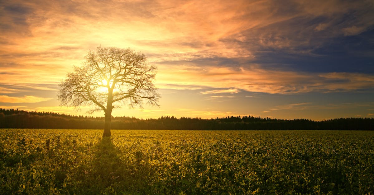 découvrez l'essence du provincial à travers des récits captivants, des traditions authentiques et un art de vivre unique. plongez dans un univers où la nature, la culture et la convivialité s'entrelacent pour offrir une expérience inoubliable.