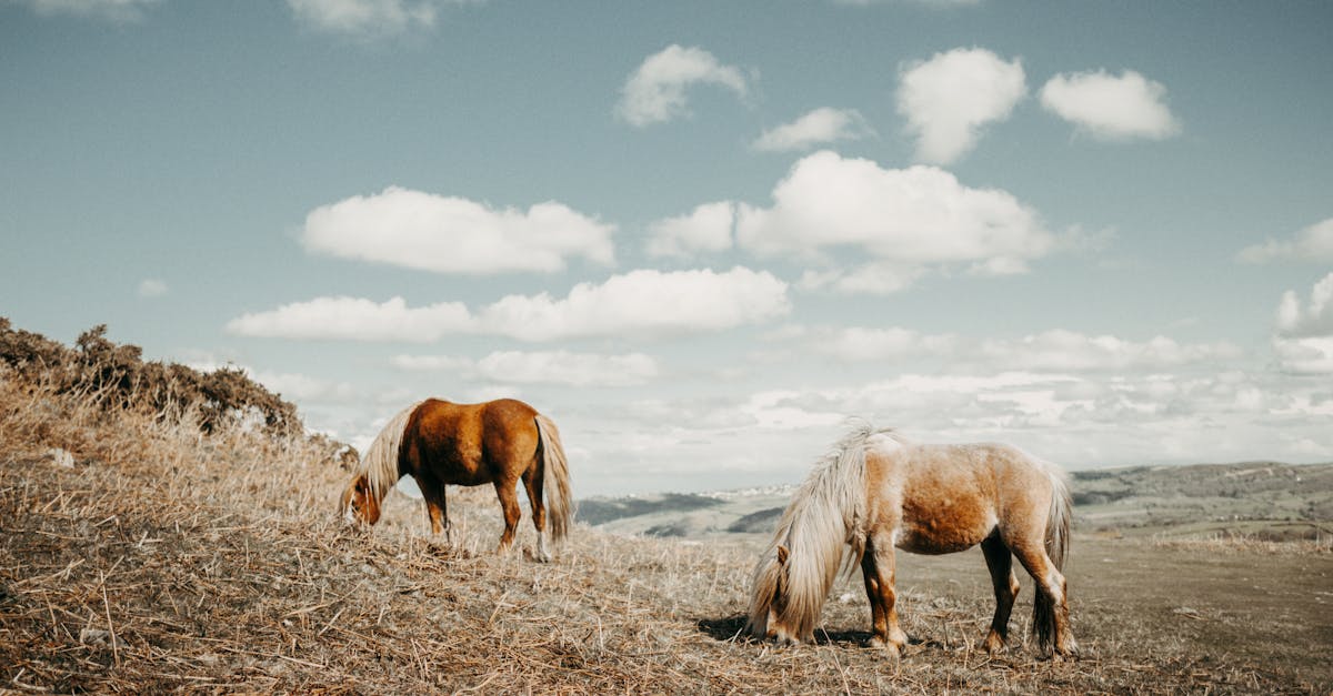 découvrez l'univers provincial : entre traditions, paysages uniques et culture authentique, plongez dans l'essence même de la vie rurale et profitez d'expériences inoubliables au cœur des régions. évadez-vous et explorez tout ce que le cadre provincial a à offrir.