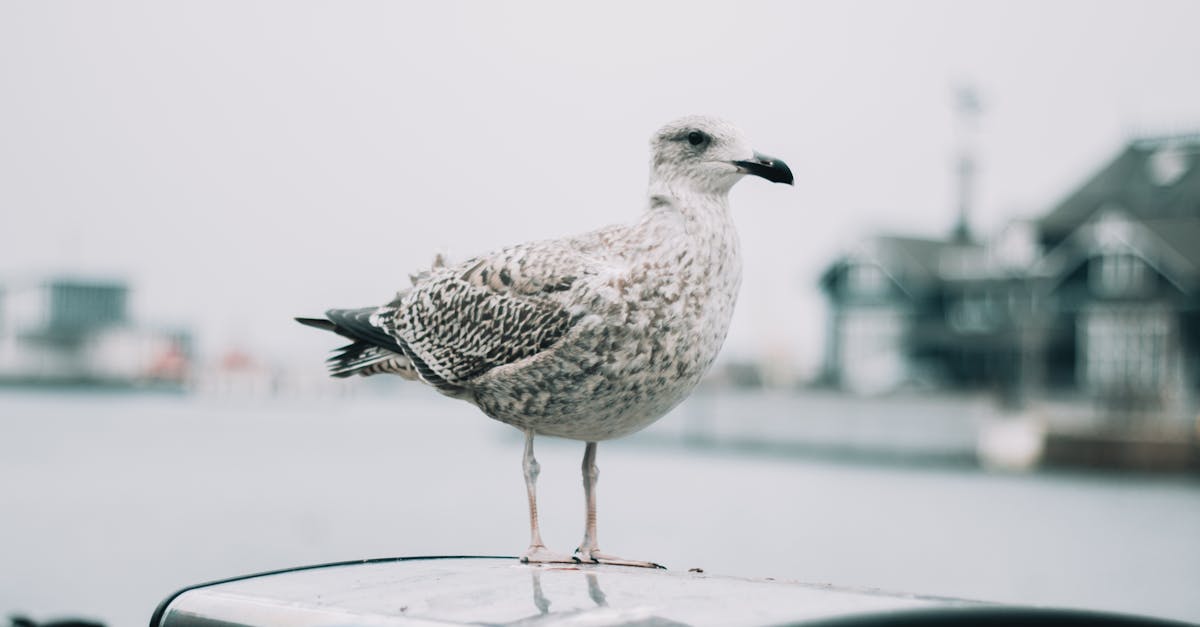 découvrez skåne, une région suédoise riche en paysages variés, culture vibrante et délicieux plats traditionnels. explorez ses plages dorées, ses charmants villages et une nature époustouflante qui fait de skåne une destination incontournable pour les amoureux de l'aventure et du bien-être.
