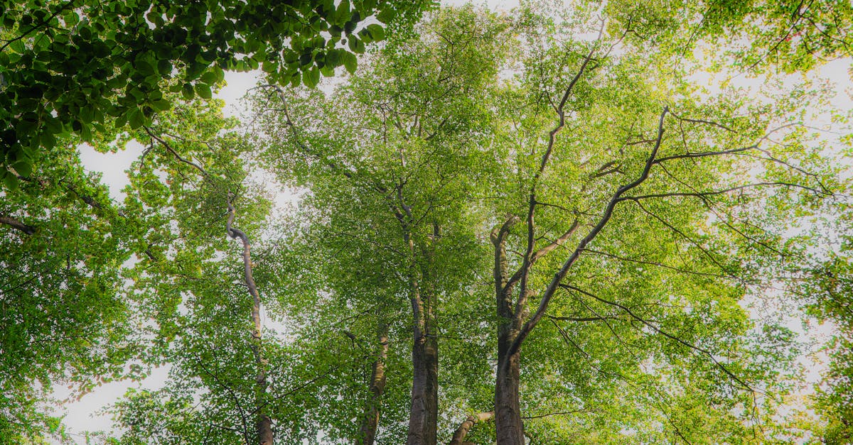 découvrez skåne, une région suédoise riche en paysages pittoresques, plages dorées et charmants villages. imprégnez-vous de la culture locale, dégustez des spécialités culinaires et explorez des parcs naturels époustouflants. un voyage à skåne vous promet des souvenirs inoubliables.