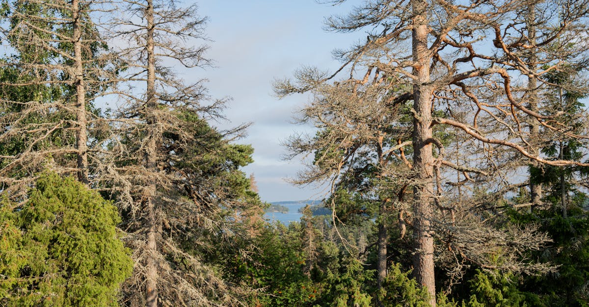 découvrez södermanland, une région suédoise riche en histoire et en beauté naturelle. explorez ses paysages pittoresques, ses châteaux historiques et ses charmantes villes, tout en profitant d'activités en plein air et d'une culture vibrante. södermanland, le secret bien gardé de la suède!