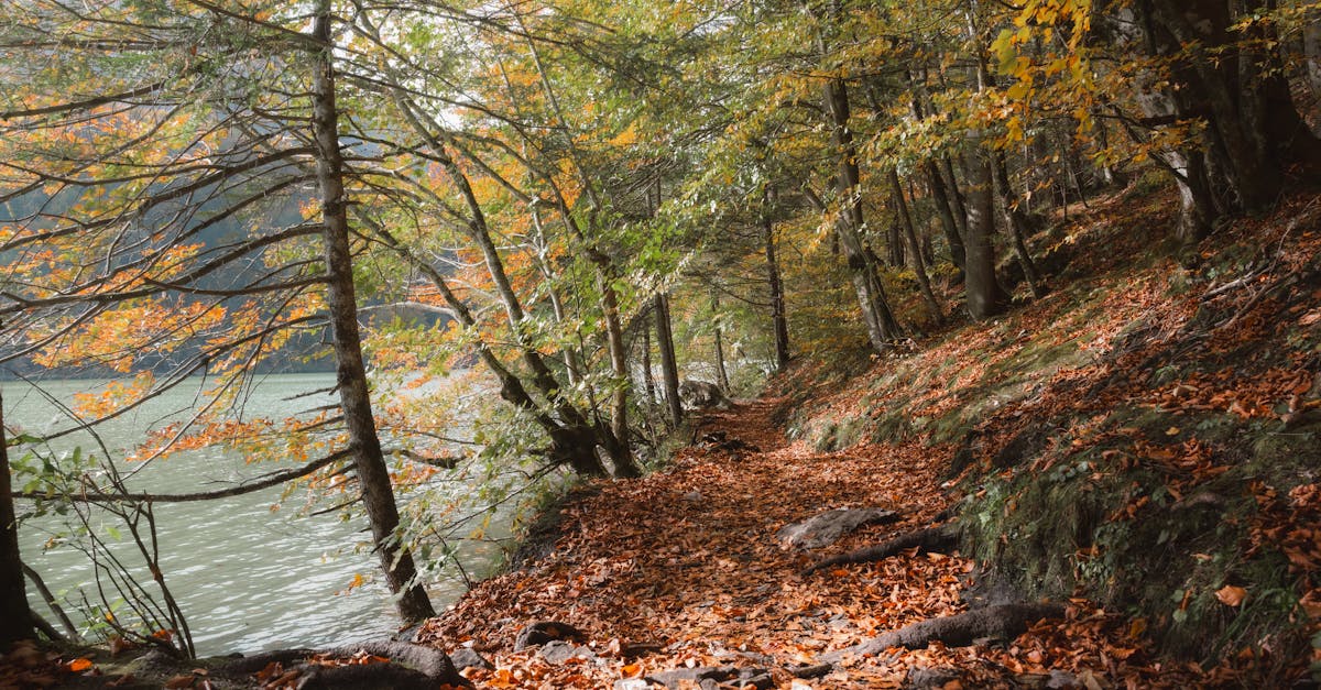 découvrez la styrie, une région enchanteresse d'autriche, connue pour ses paysages pittoresques, ses vignobles renommés et son riche patrimoine culturel. explorez ses charmants villages, ses châteaux historiques et ses activités de plein air qui en font une destination idéale pour les amoureux de la nature et les passionnés d'histoire.