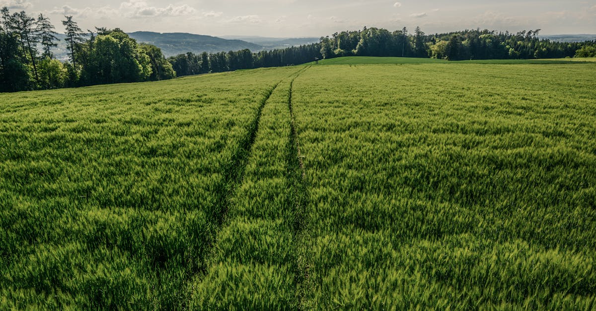 découvrez le thurgau, un canton suisse réputé pour ses paysages pittoresques, ses vignobles renommés et son riche patrimoine culturel. parfait pour les amoureux de la nature et les gourmets, le thurgau offre une expérience unique entre tradition et modernité.