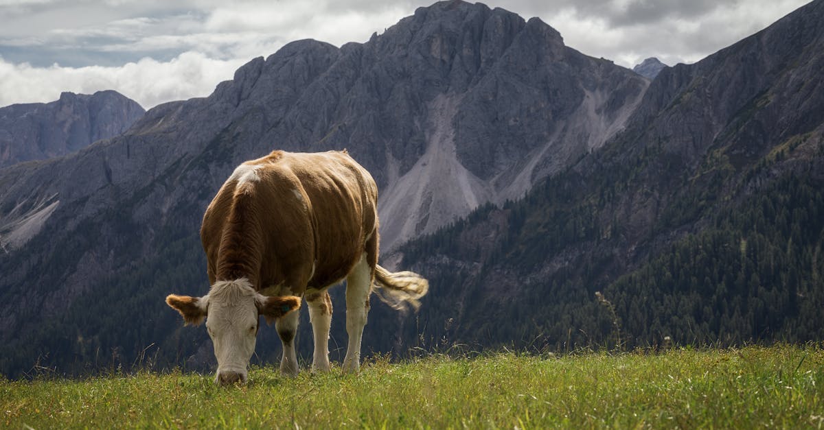 découvrez la beauté du trentino-alto adige, une région italienne alliant montagnes majestueuses, lacs étincelants et culture riche. parfait pour les amateurs de nature, de randonnée et de gastronomie, ce coin de paradis vous offre des paysages à couper le souffle et une expérience authentique au cœur des dolomites.
