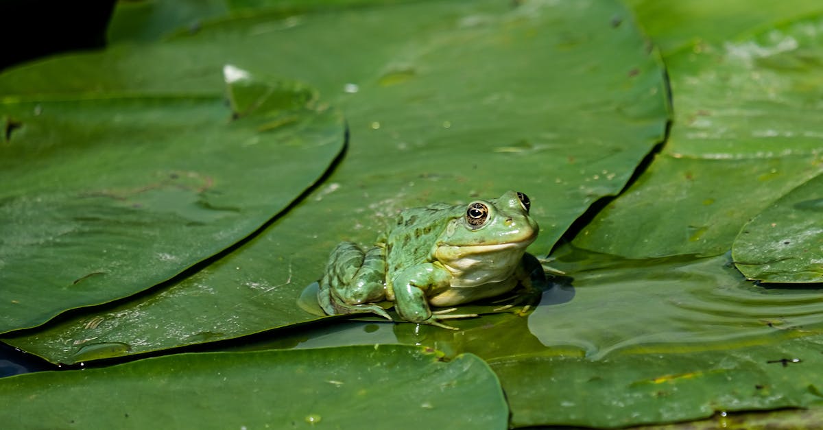 découvrez tulcea, une charmante ville portuaire en roumanie, où la beauté naturelle du delta du danube rencontre un riche patrimoine culturel. explorez ses paysages pittoresques, sa gastronomie locale et ses traditions uniques, pour une expérience inoubliable au cœur de la nature.