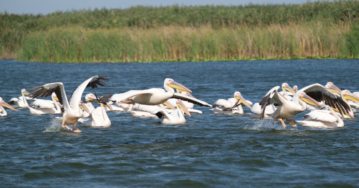 découvrez tulcea, une région pittoresque de la roumanie, où le danube rencontre la mer noire. explorez ses paysages naturels préservés, sa riche biodiversité, et savourez la délicieuse cuisine locale. idéale pour les amoureux de la nature et les aventuriers en quête d'expériences authentiques.