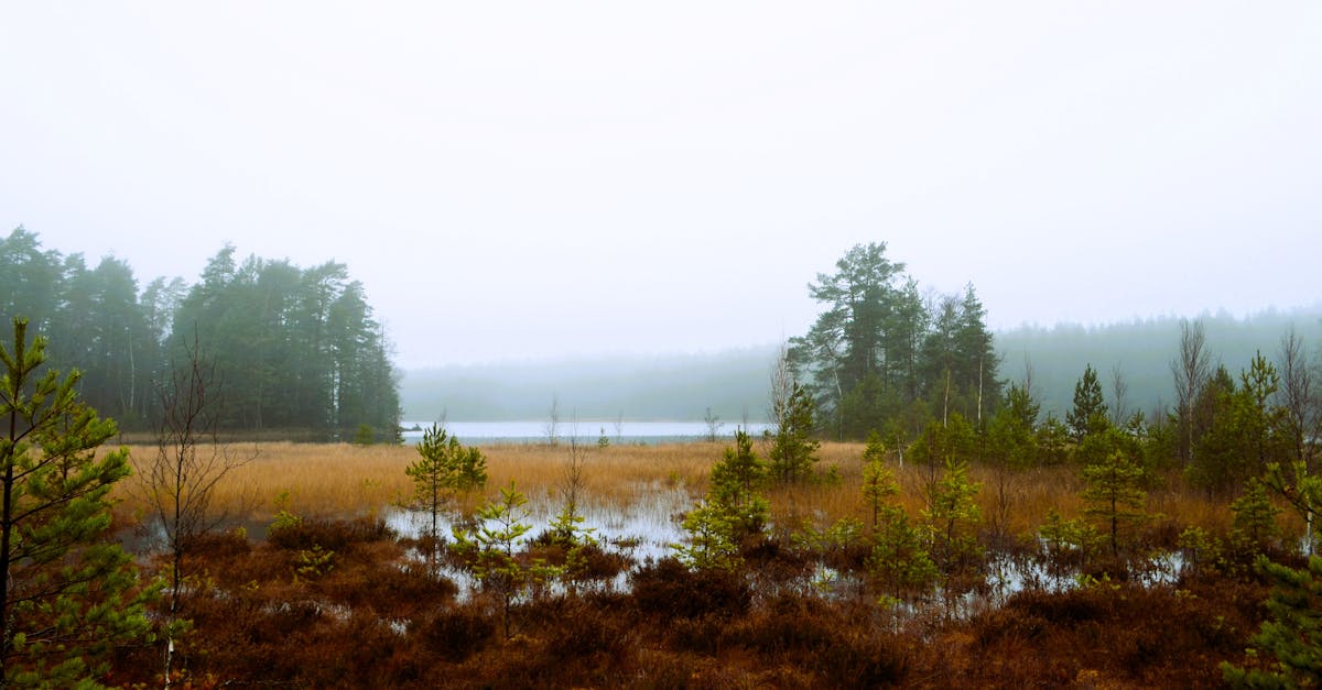 découvrez varsinais-suomi, une région dynamique de finlande alliant nature préservée, culture riche et villes historiques. explorez ses paysages de forêts verdoyantes, ses côtes pittoresques et plongez dans l'héritage culturel fascinant de cette destination unique.