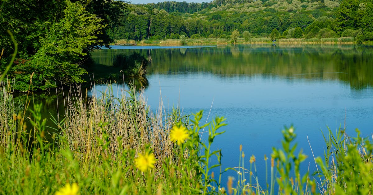 découvrez virovitica, une charmante ville croate riche en histoire, culture et beauté naturelle. explorez ses sites historiques, ses parcs verdoyants et sa gastronomie locale.