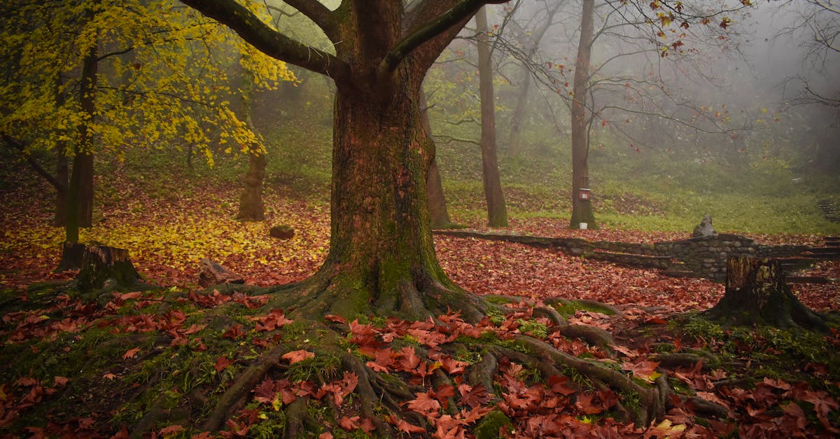 découvrez vratsa, une ville pittoresque de bulgarie, entourée de montagnes majestueuses et riche en histoire. explorez ses sites naturels, ses monuments historiques et imprégnez-vous de la culture locale dans cette destination idéale pour les amoureux de la nature et de l'aventure.