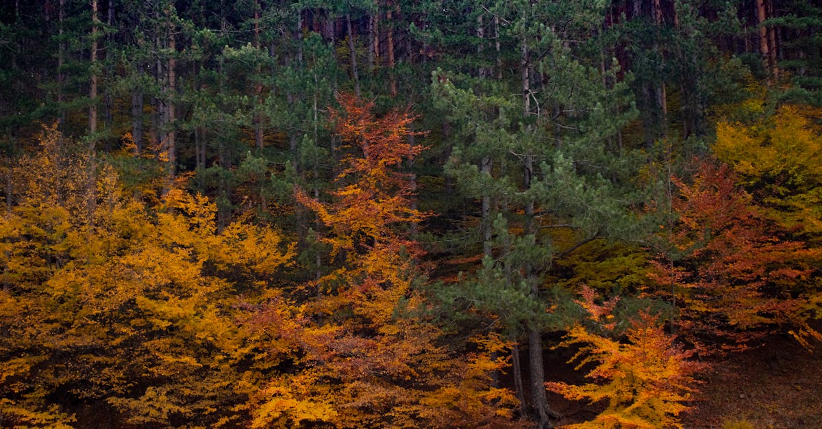 découvrez vratsa, une ville pittoresque de bulgarie entourée de montagnes majestueuses, riche en histoire, culture et paysages naturels à couper le souffle. explorez ses sites historiques, ses traditions locales et profitez d'activités en plein air.