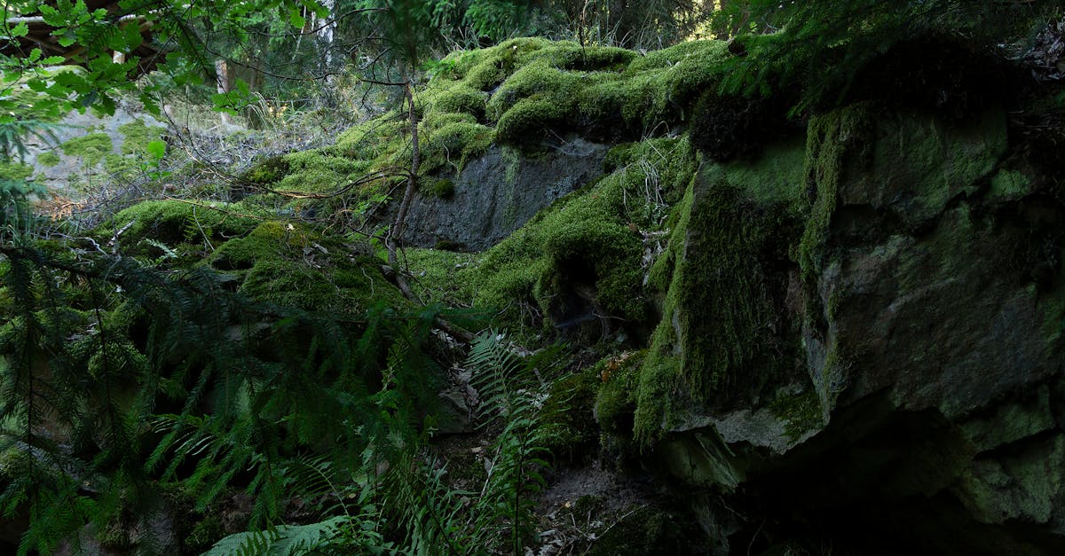 découvrez vysočina, une région pittoresque de la république tchèque, riche en paysages naturels, en traditions culturelles et en activités de plein air. explorez ses charmants villages, ses forêts verdoyantes et ses lieux historiques, pour une expérience inoubliable au cœur de l'europe.